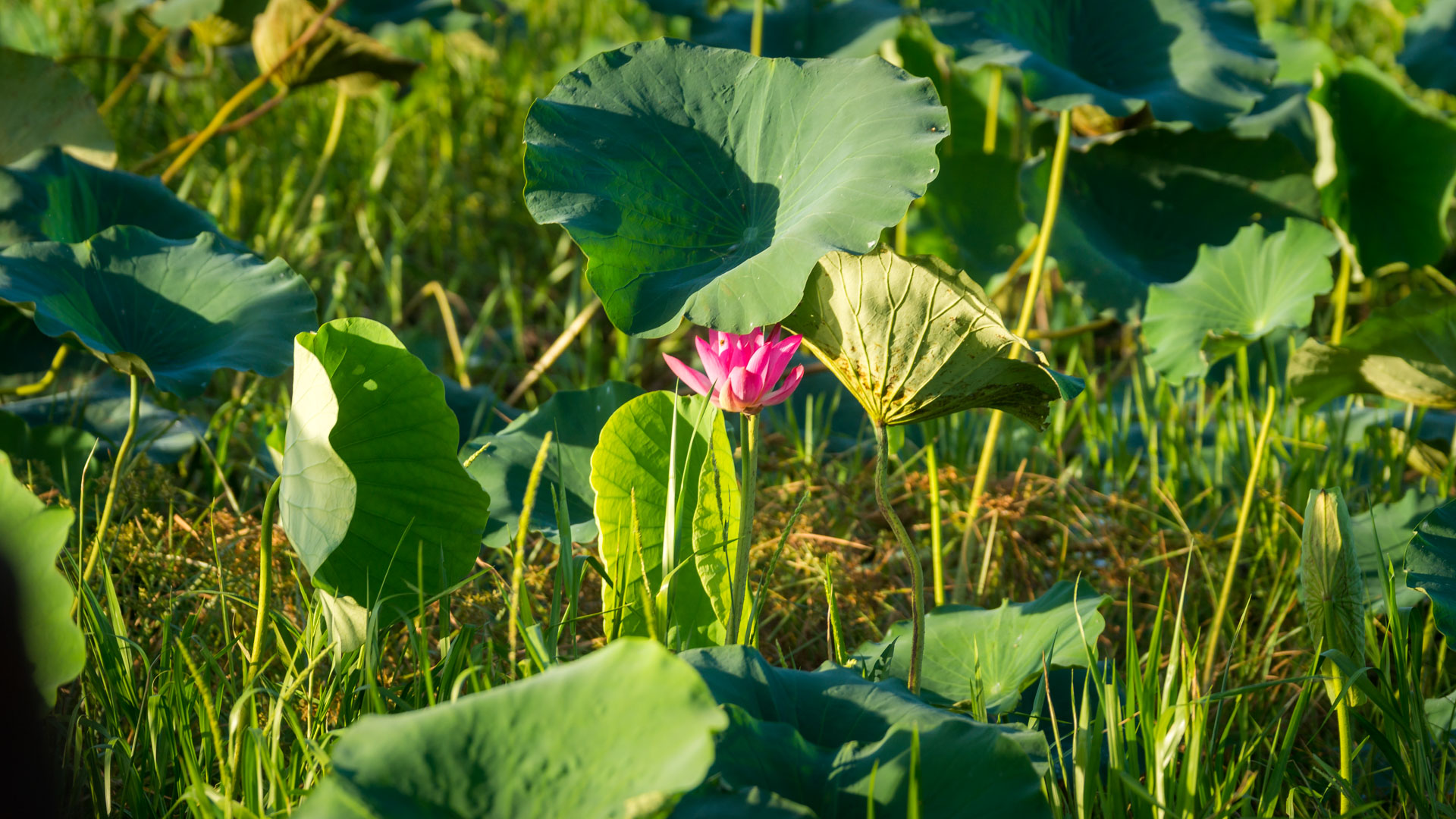 Kakadu National Park - Bootstour im Yellow Water Billabong